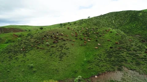 Aerial Shot of Undulating Grass Slope Scattered Cattle Flock Low Bush Inner Stock Footage 337948724