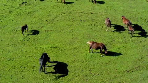 Aerial Shot of Undulating Grass Slope Multi Color Horses Scatter Grazing Inner Video stock 337949057