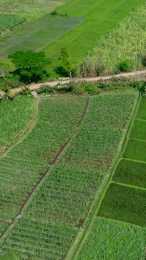 Aerial shot of various fields and dirt road with coconut trees in middle Stock Footage 226893038