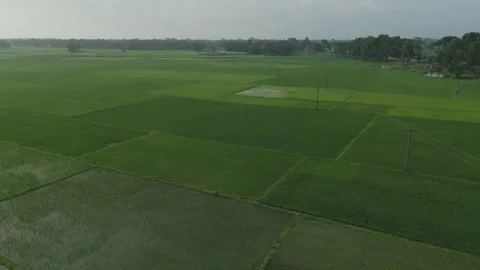 Aerial shot of vast rice fields in India Stock Footage 260170967