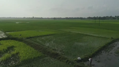 Aerial shot of vast rice fields in India with people working Stock Footage 260171000