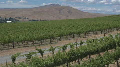 Aerial shot of a vineyard 動画素材 76236798