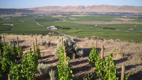 Aerial Shot Of Vineyard At Golden Hour With Desert And Mountains In Background Stock Footage