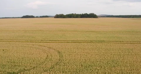 Aerial shot wheat field Stock Footage 82015703