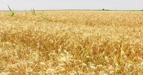 Aerial Shot of Wheat Fields Stock Footage 112661759