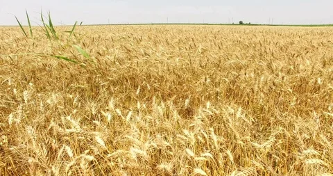 Aerial Shot of Wheat Fields Stock Footage 112663716