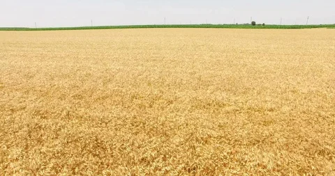 Aerial Shot of Wheat Fields Stock Footage 112664662