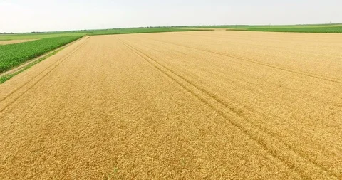 Aerial Shot of Wheat Fields Stock Footage 112666377