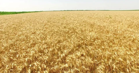 Aerial Shot of Wheat Fields Stock Footage 112667677