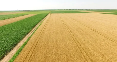 Aerial Shot of Wheat Fields Stock Footage 112667811