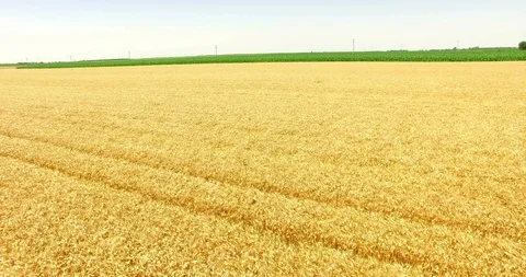Aerial Shot of Wheat Fields Stock Footage 112676166