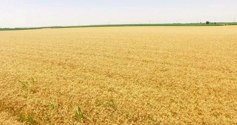 Aerial Shot of Wheat Fields Stock Footage 112677288