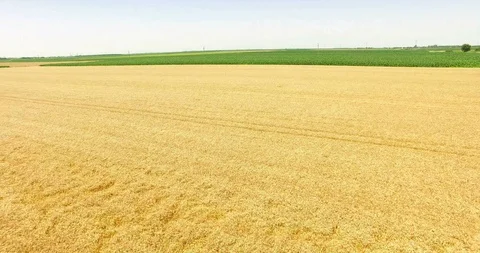 Aerial Shot of Wheat Fields Stock Footage 112678497