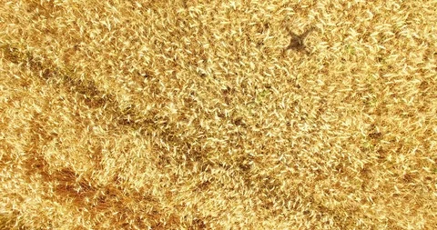 Aerial Shot of Wheat Fields Stock Footage 112681123