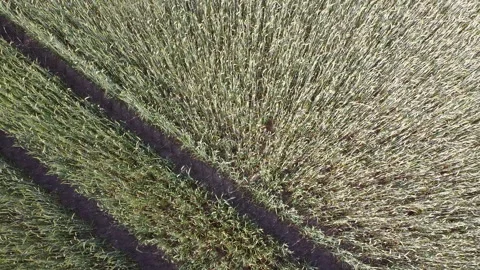 Aerial shot of wheat 動画素材 133281224