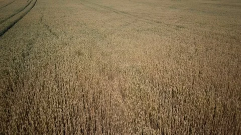 Aerial shot of wheatfield on a summer day Stock Footage 93521953