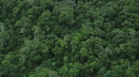Aerial shot while flying over the amazon trees Видео 54263836