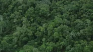 Aerial Shot While Flying Over The Amazon Trees Stock Footage