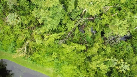 Aerial Shot While Flying Over The Forest In Orlando, Florida Video stock 117506911
