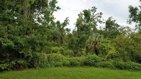 Aerial Shot While Flying Over The Forest In Orlando, Florida Video stock 117508140