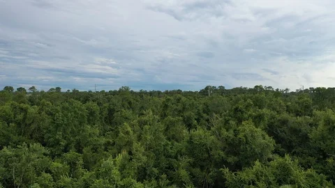Aerial Shot While Flying Over The Forest In Orlando, Florida Video stock 117516736