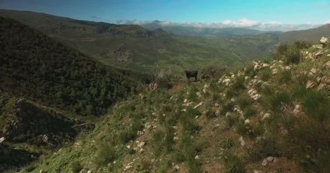 Aerial shot of wild cows on the mountains Stock Footage 77004734