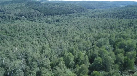 Aerial shot of a wild forest 스톡 동영상 67660252
