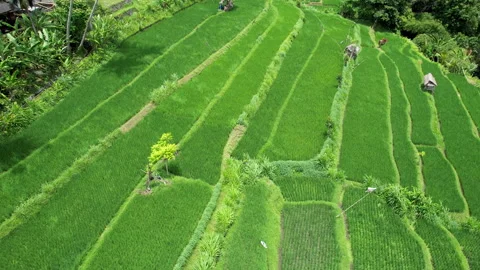 Aerial shot of wind on the rice fields. Bali, Indonesia. Video stock 285981874