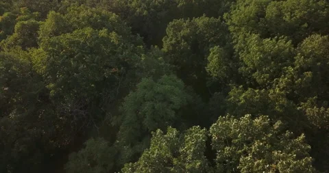 Aerial Shot Wind In Trees Forest Nature Stock Footage 160247315