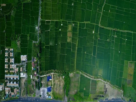 Aerial shot of young green rice fields next to a black sandy beach Stock Footage 81492353