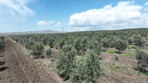 Aerial shot of young olive trees planted in symmetrical rows Stock Footage 333201300