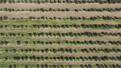 Aerial shot of young olive trees planted in symmetrical rows Vídeos de archivo 333201363