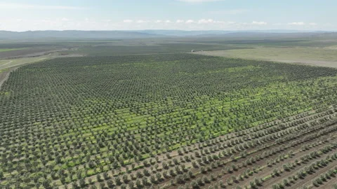 Aerial shot of young olive trees planted in symmetrical rows Vídeos de archivo 333201586