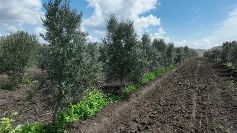 Aerial shot of young olive trees planted in symmetrical rows Stockbeeldmateriaal 333202434