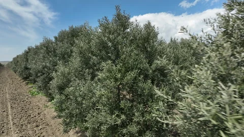Aerial shot of young olive trees planted in symmetrical rows 库存影片 333202682
