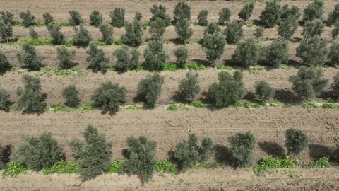 Aerial shot of young olive trees planted in symmetrical rows Vídeos de archivo 333203327