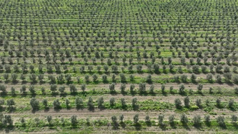 Aerial shot of young olive trees planted in symmetrical rows Stock-Footage 333204070