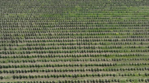 Aerial shot of young olive trees planted in symmetrical rows Vídeos de archivo 333204261