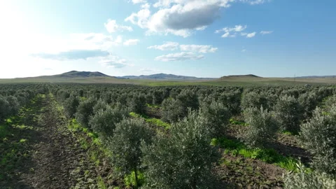 Aerial shot of young olive trees planted in symmetrical rows Stockbeeldmateriaal 333205113