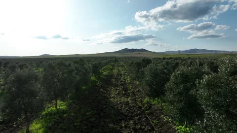 Aerial shot of young olive trees planted in symmetrical rows Stockbeeldmateriaal 333205535