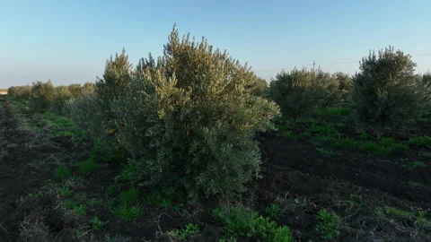 Aerial shot of young olive trees planted in symmetrical rows Vídeos de archivo 333206222