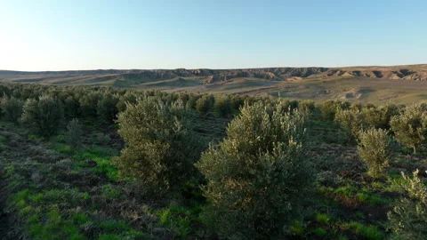 Aerial shot of young olive trees planted in symmetrical rows Stock-Footage 333206351
