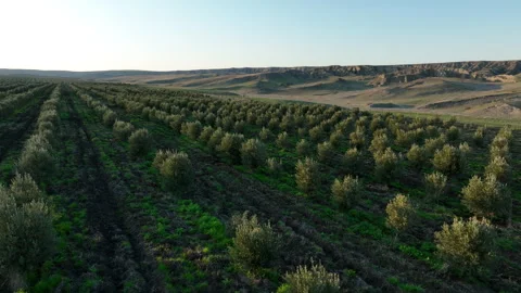 Aerial shot of young olive trees planted in symmetrical rows Video stock 333206482