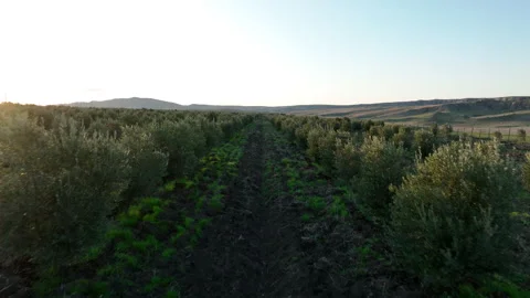 Aerial shot of young olive trees planted in symmetrical rows 库存影片 333206486