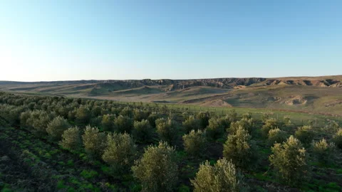Aerial shot of young olive trees planted in symmetrical rows 库存影片 333206832