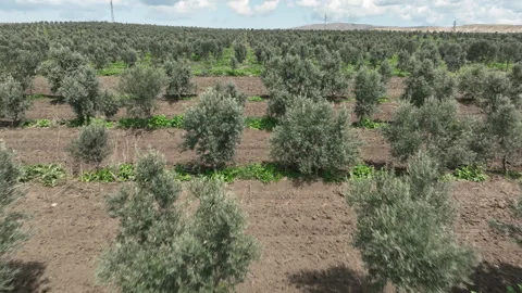 Aerial shot of young olive trees planted in symmetrical rows Vídeos de archivo 333208534