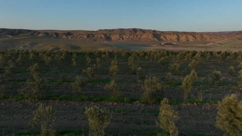 Aerial shot of young olive trees planted in symmetrical rows Stockbeeldmateriaal 333209250