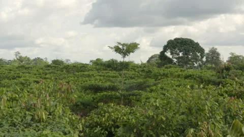 Aerial shot of a young tree above a cocoa field, in Ivory Coast Stock Footage 220791858