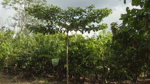 Aerial shot of a young tree at the edge of a cocoa field, in Ivory Coast Vídeos de archivo 220791740