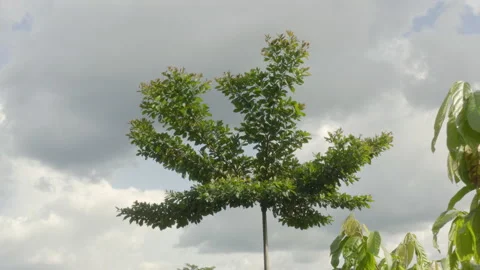 Aerial shot of a young tree at the edge of a cocoa field, in Ivory Coast Stock Footage 220798824